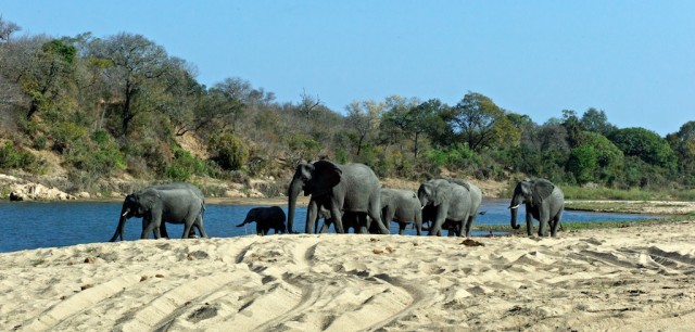 Слоны попадаются на каждом шагу, один раз пришлось уходить на второй круг - слон шел через полосу
