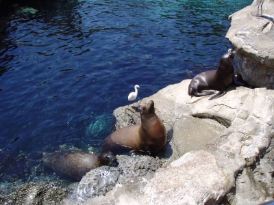SeaWorld1.JPG