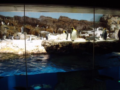 SeaWorld2.JPG