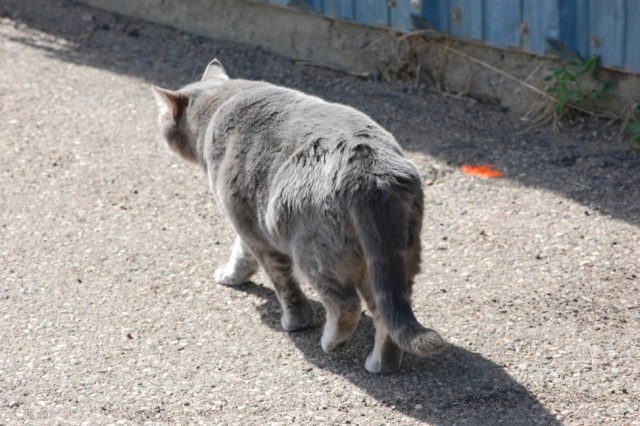 Helicat