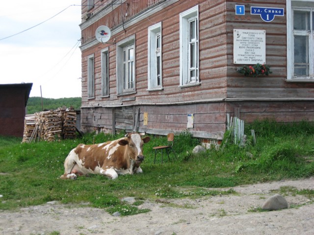 Соловецкая буренка