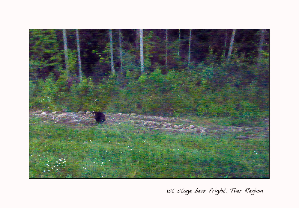 bear.jpg