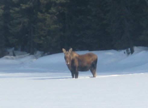 Moose2.JPG