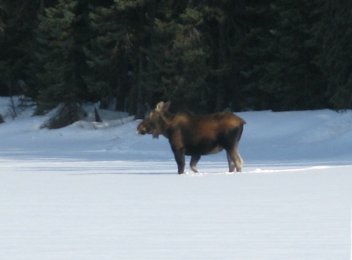 Moose3.JPG