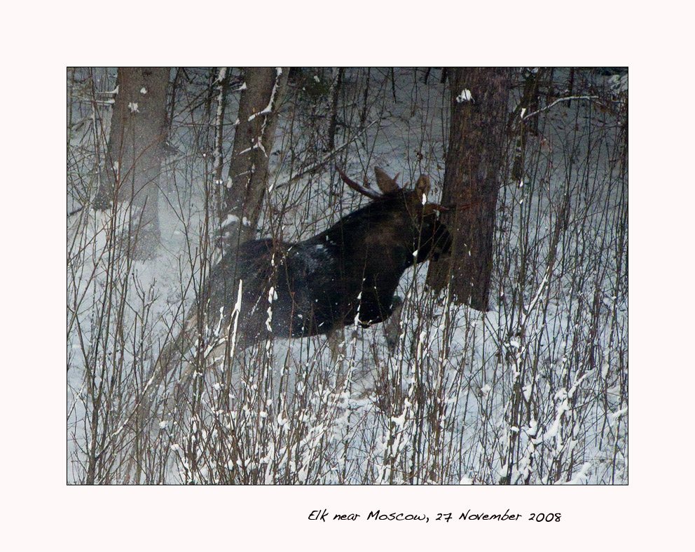 Elk.jpg