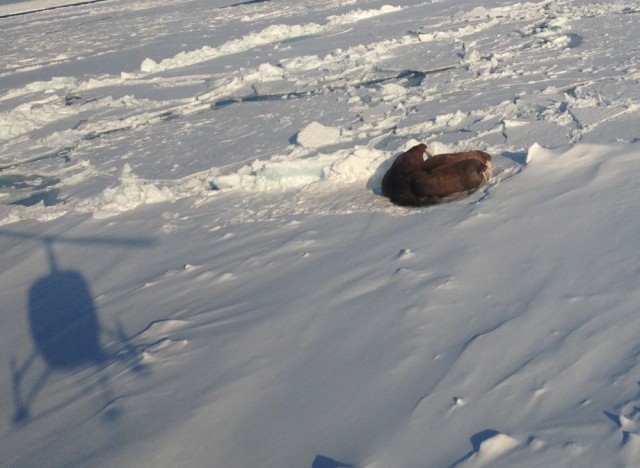 IMG_1933.jpg (102.69 КБ) 12598 просмотров IMG_1933.jpg