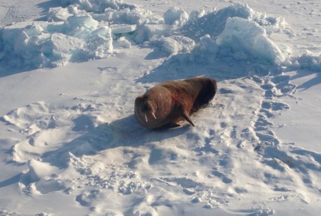 IMG_1936.jpg (109.93 КБ) 13430 просмотров IMG_1936.jpg