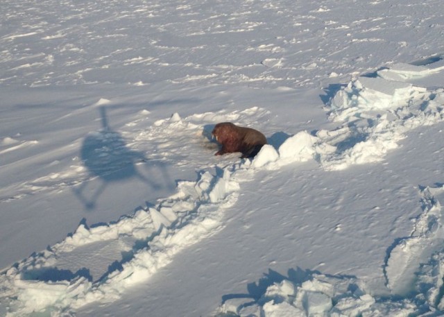 IMG_1938.jpg (111.52 КБ) 13430 просмотров IMG_1938.jpg