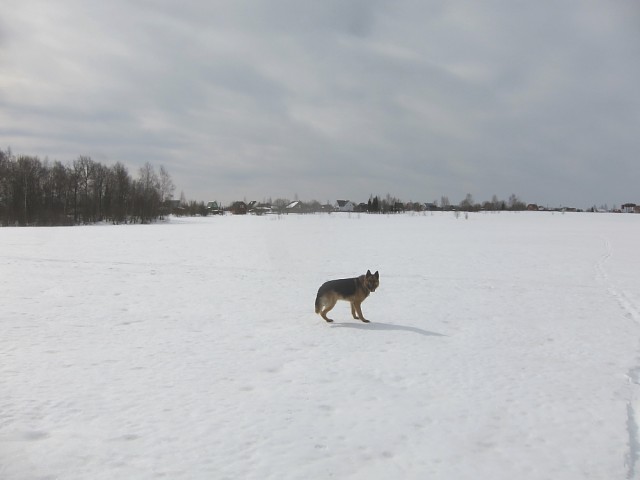 Помощник с хвостом.JPG