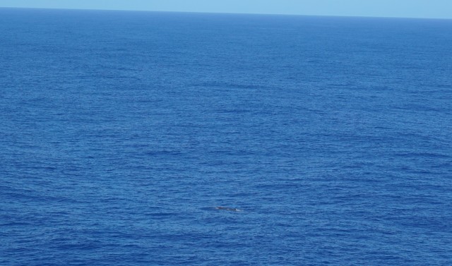 Whales_2_1.jpg