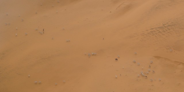 Camels.JPG