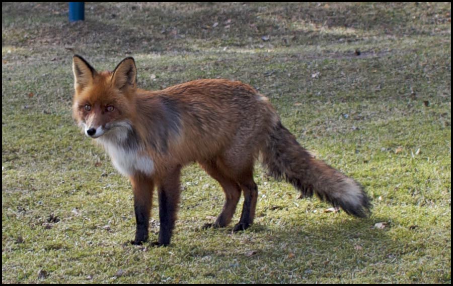 fox.jpg