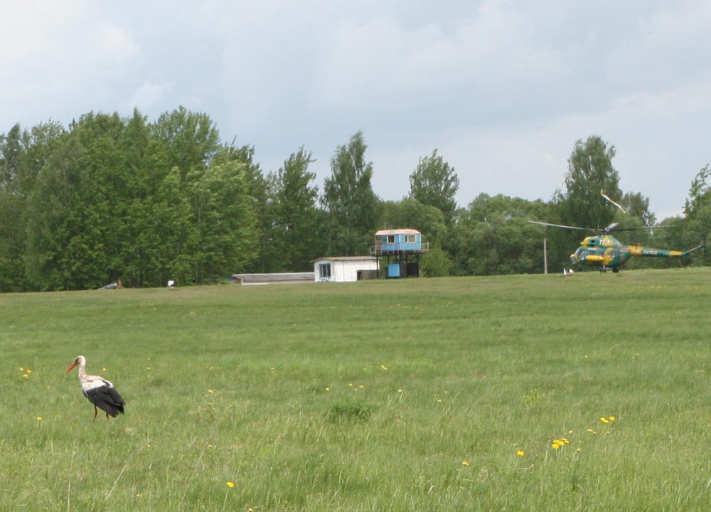 &quot;Птушка бусел&quot; спокойно сидит на поле и не обращает внимания на взлетающие и садящиеся Ми-2